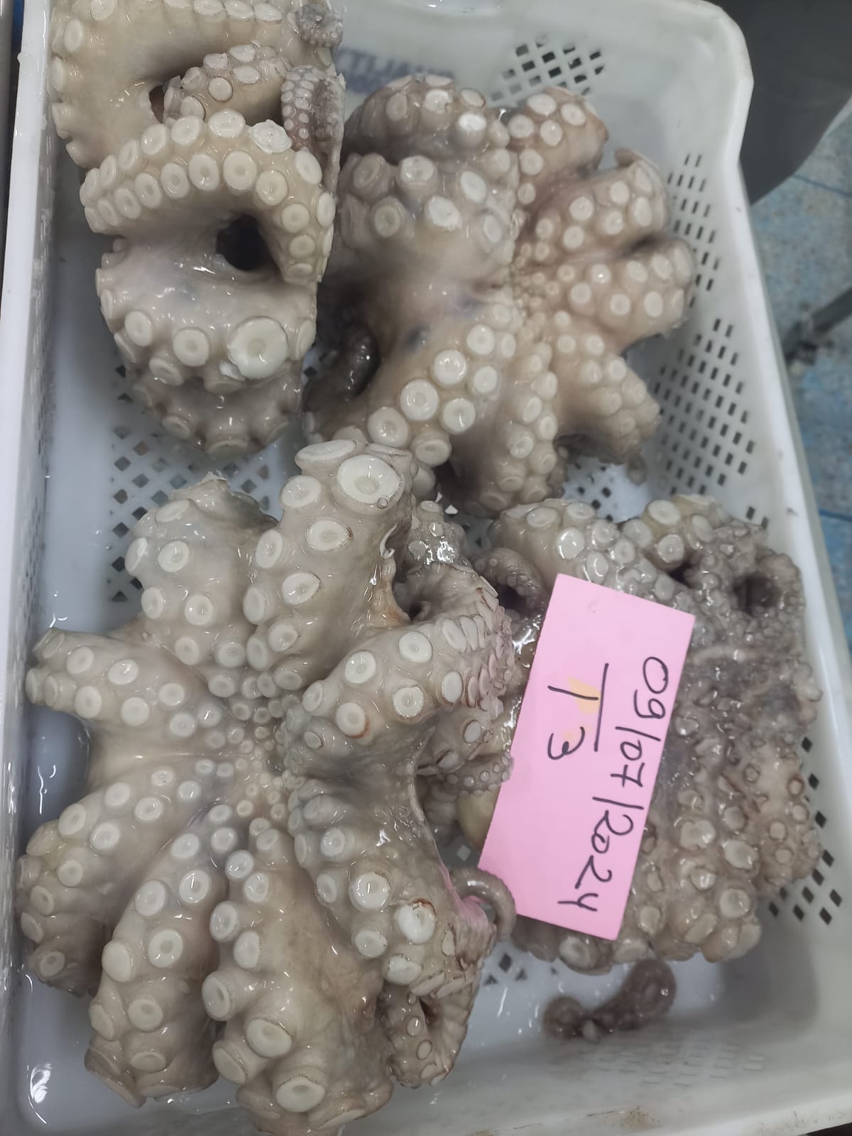 Octopus Vulgaris (Pulpo)