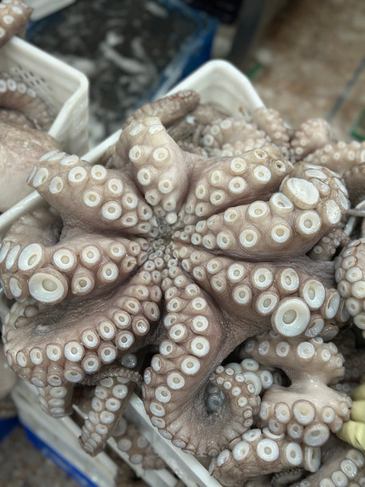 Octopus Vulgaris (Pulpo)