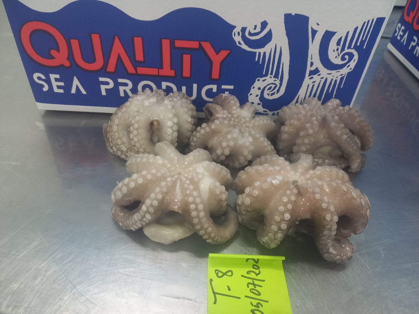 Octopus Vulgaris (Pulpo)