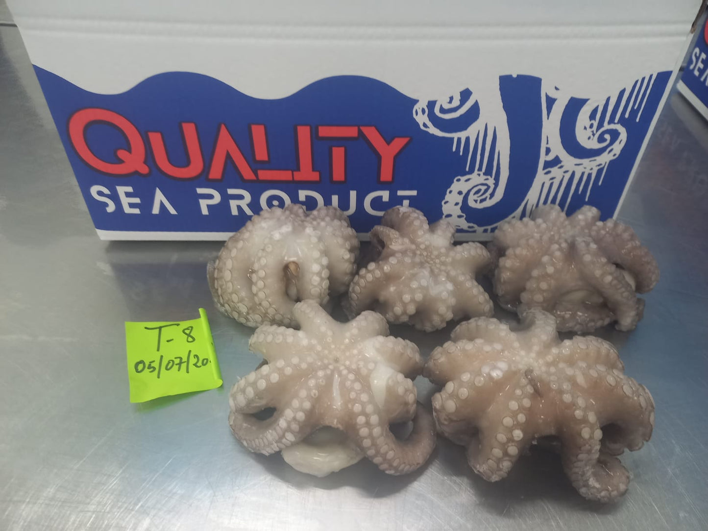 Octopus Vulgaris (Pulpo)