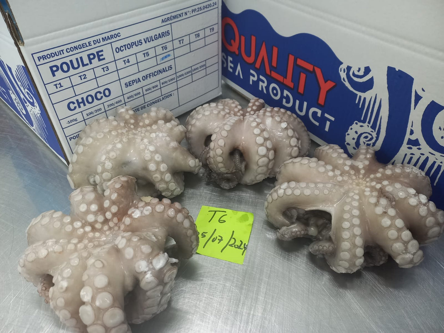 Octopus Vulgaris (Pulpo)