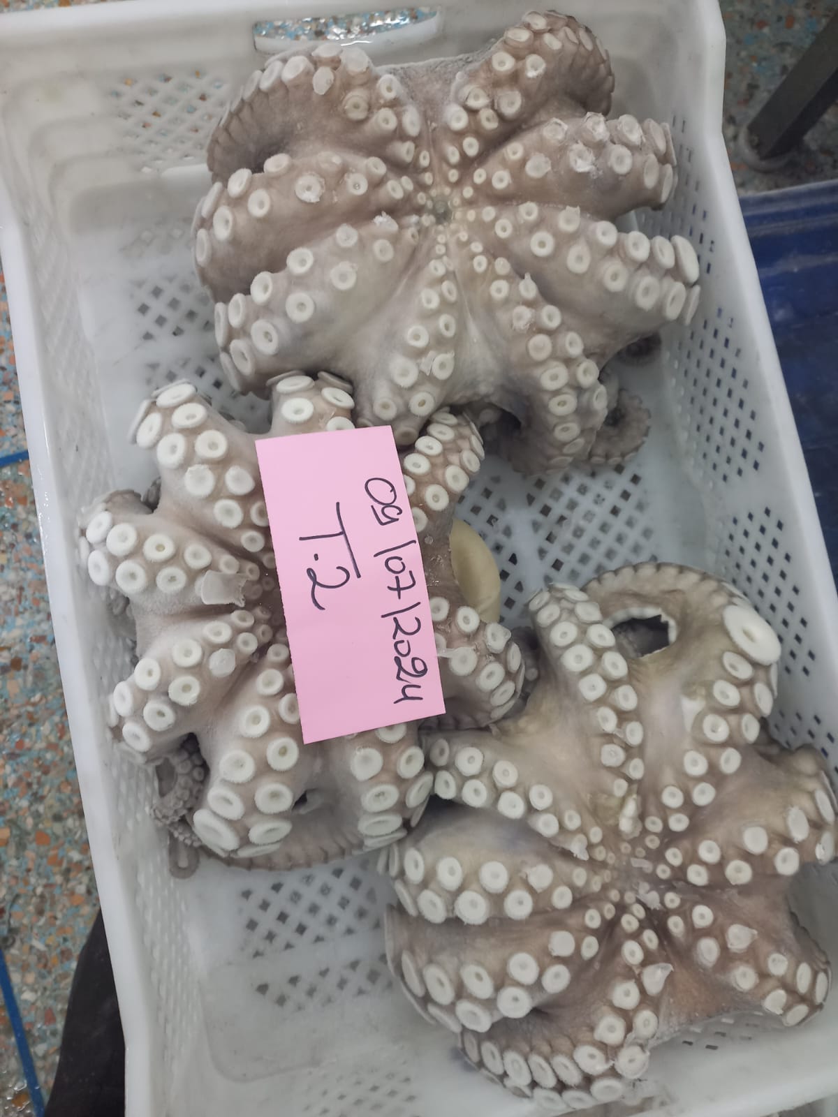 Octopus Vulgaris (Pulpo)