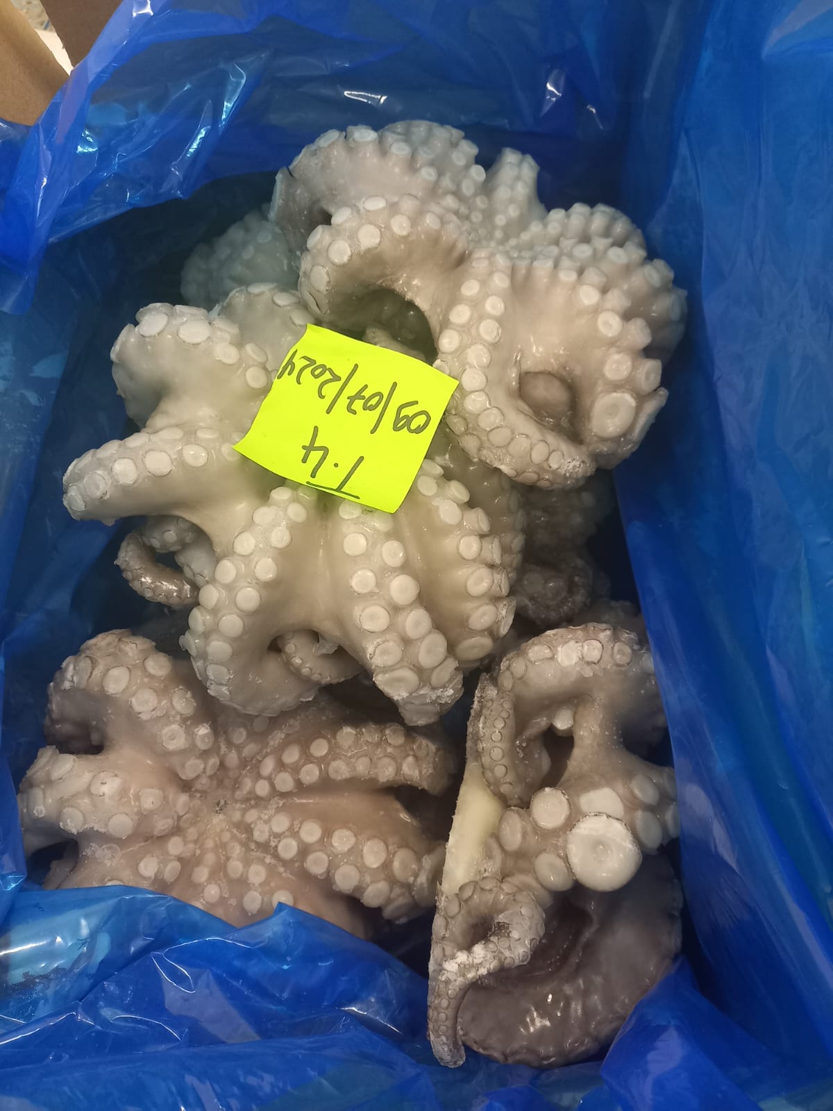 Octopus Vulgaris (Pulpo)