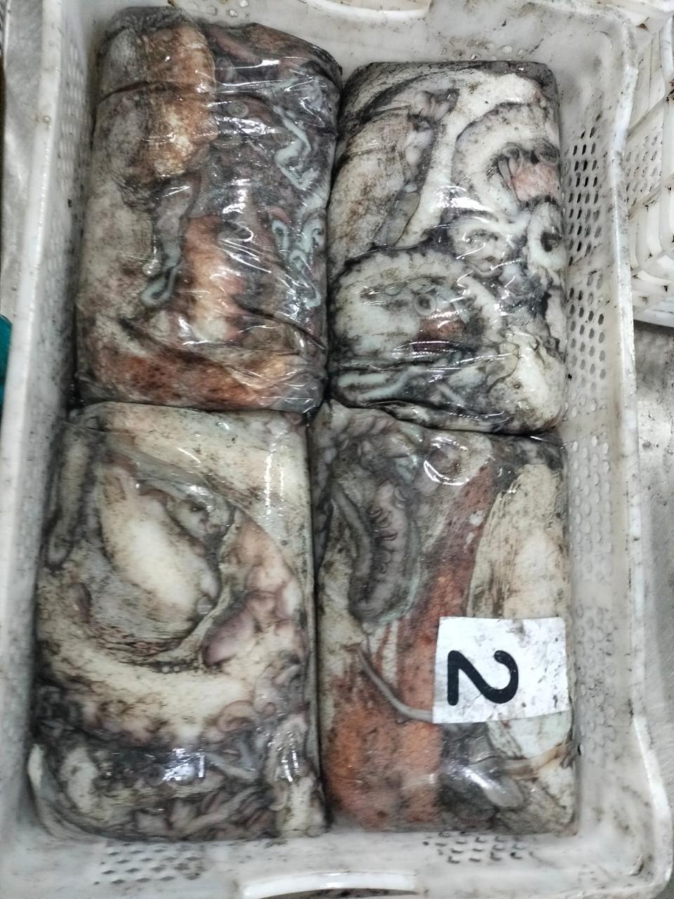 Octopus Vulgaris (Pulpo)